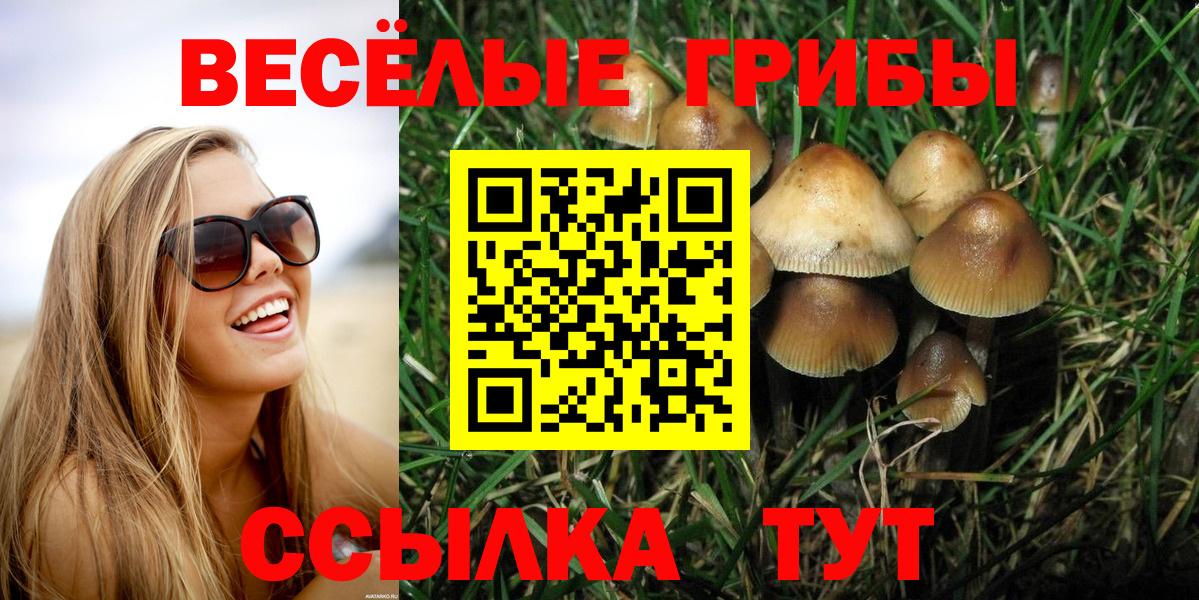 Курчатов  Псилоцибиновые грибы ЛСД  Вход с VPN 